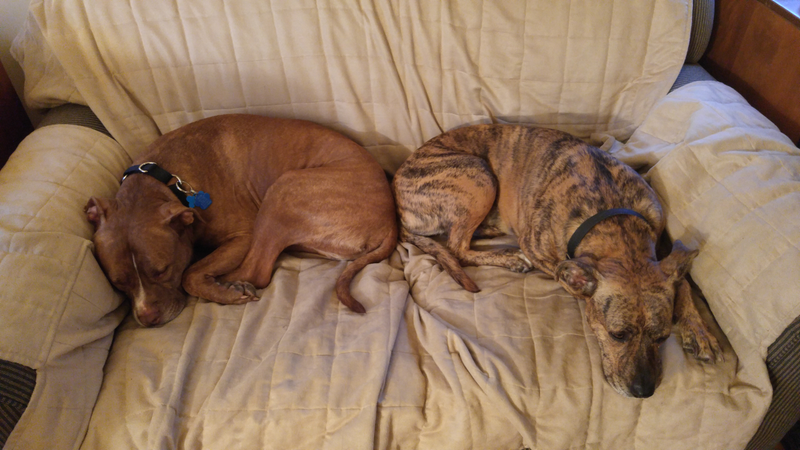Chevy on the left, our dog Shillelagh on the right